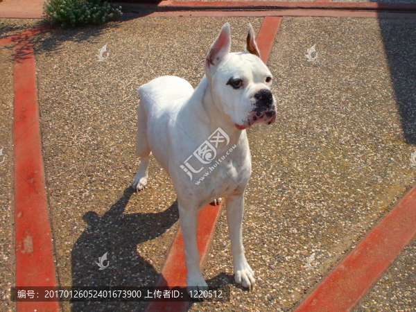 白色的拳師犬