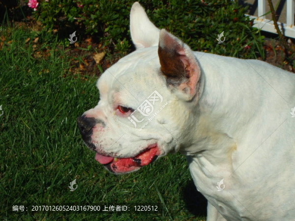 白色的拳師犬