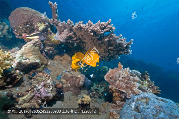 海洋；太陽與魚