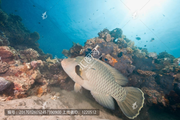 海洋；太陽和napoleonfish