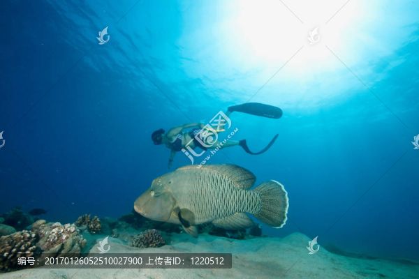 海洋；太陽；napoleonfish和自由潛泳