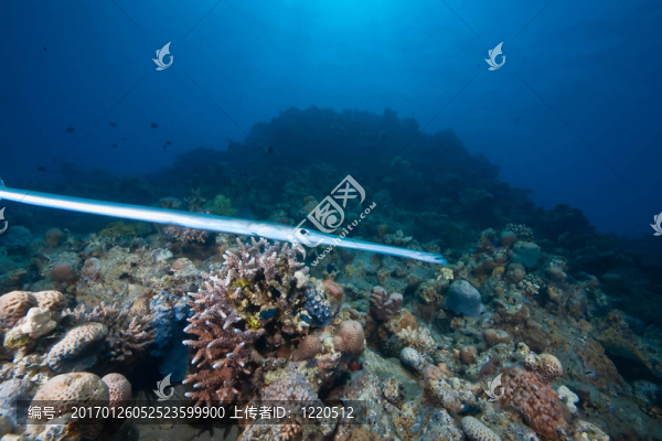 海洋；太陽和煙管魚