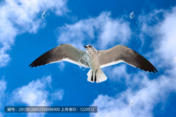 海鷗飛