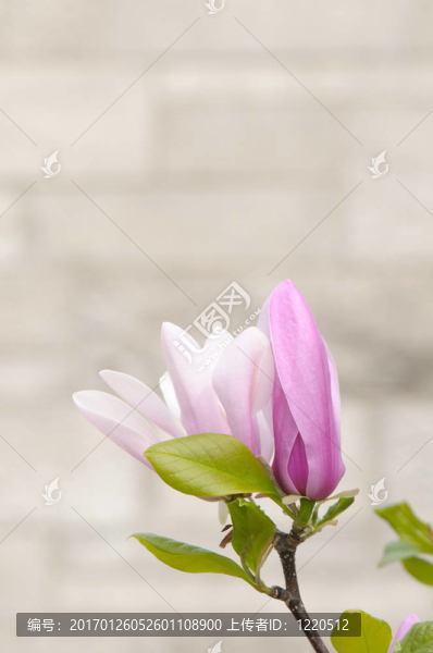 郁金香木蘭花