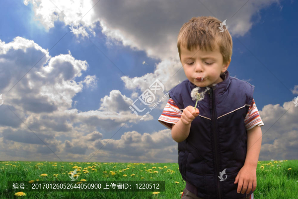 男孩和蒲公英
