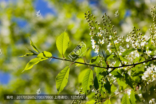 鳥櫻桃
