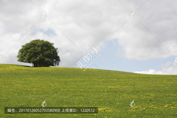 孤獨(dú)的樹(shù)