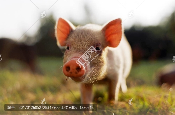 小豬-匯圖網(wǎng) www.fosd68.com 小豬