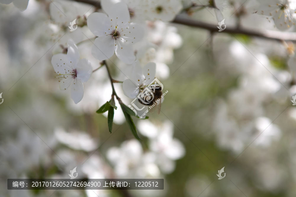 櫻花盛開