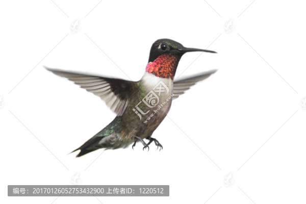 孤立的紅寶石喉蜂鳥