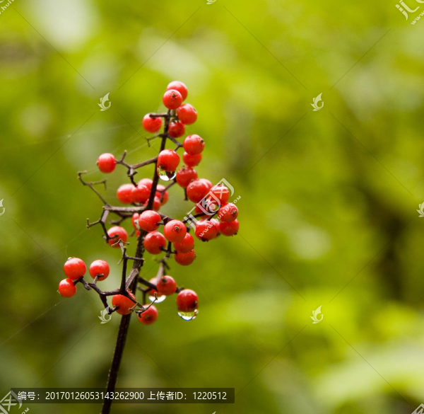 Dew漿果