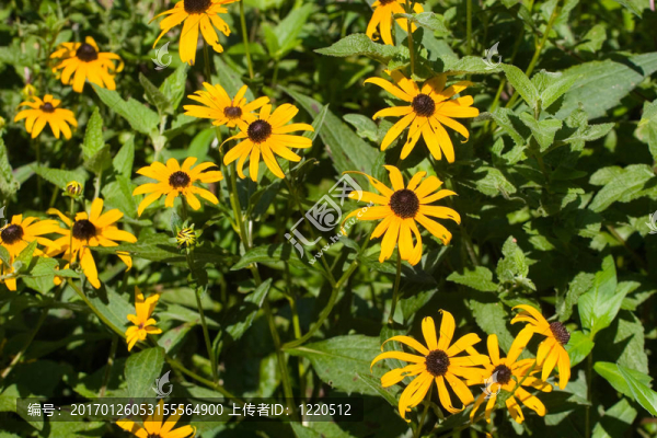 Brown,Eyed,Susans綠色