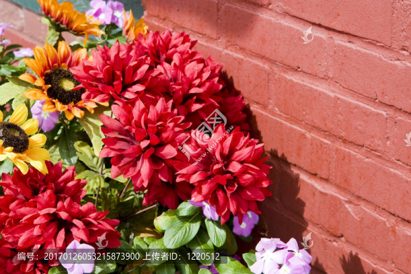 紅磚花