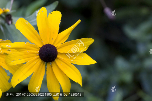 大Brown,Eyed,Susan