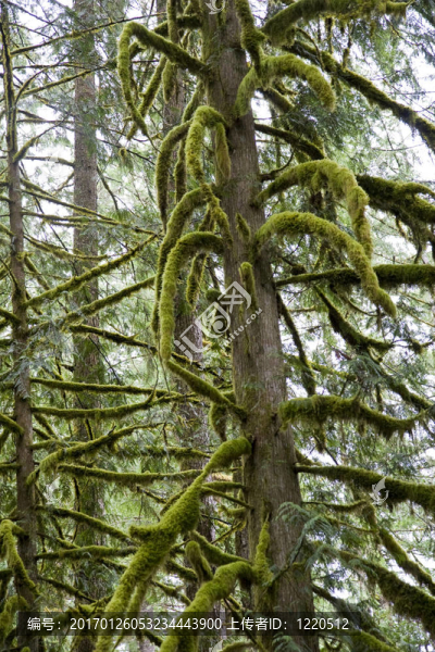 霧中青苔覆蓋的四肢