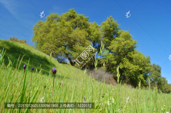 草地和森林