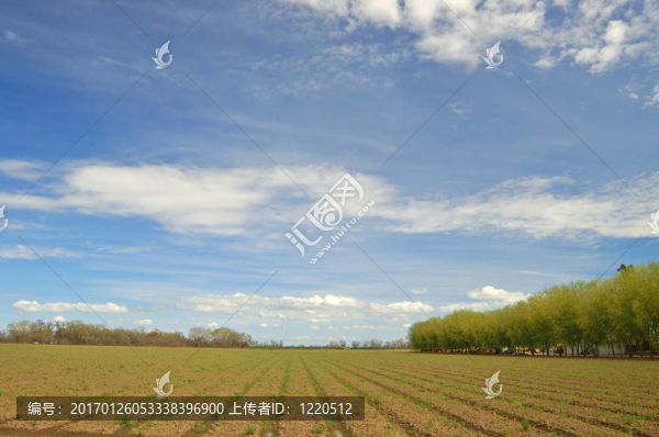 春天的田野