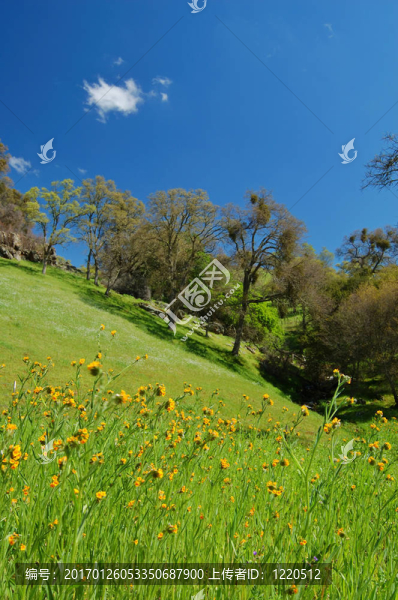春天的風(fēng)景