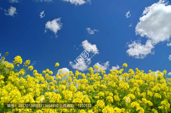 春天的草地-匯圖網(wǎng) www.fosd68.com 春天的草地