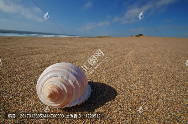 海灘上的貝殼