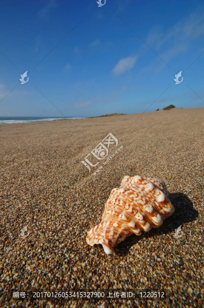海灘上的貝殼