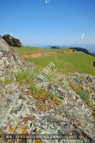 MT,tamaplais蜥蜴