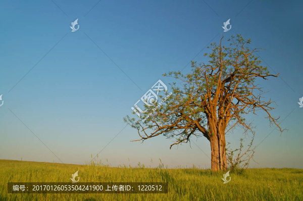 孤獨(dú)的樹