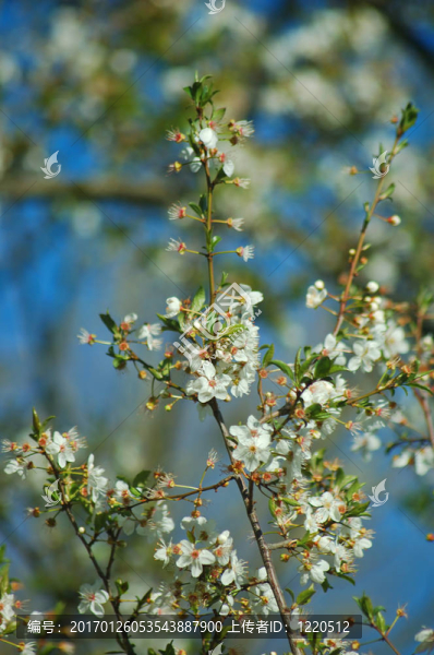 春季植物-匯圖網(wǎng) www.fosd68.com 春季植物