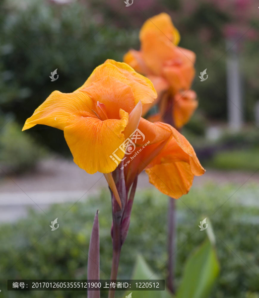 橙色的禮來和露水