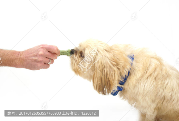狗對(duì)待