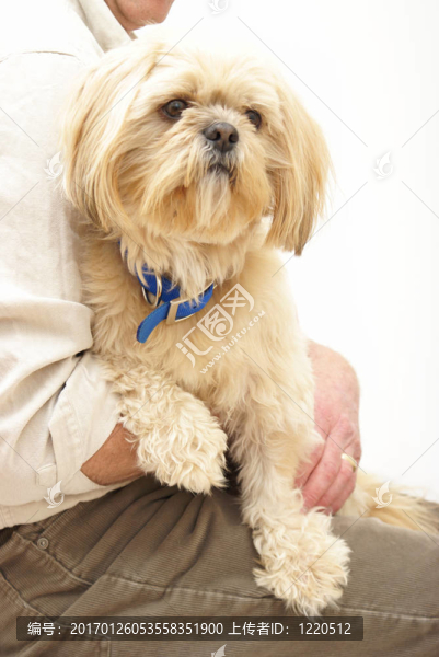 拿著Shih,Tzu