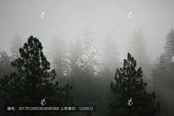 霧中的松樹