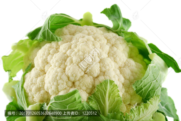 新鮮菜花4