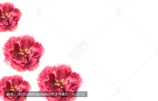 粉紅色的康乃馨