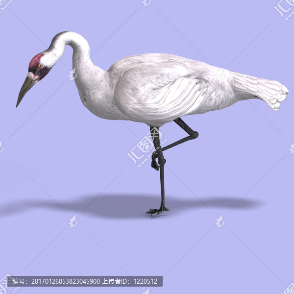 白鶴