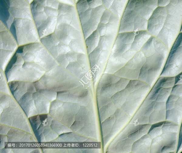 葉子-匯圖網(wǎng) www.fosd68.com 葉子