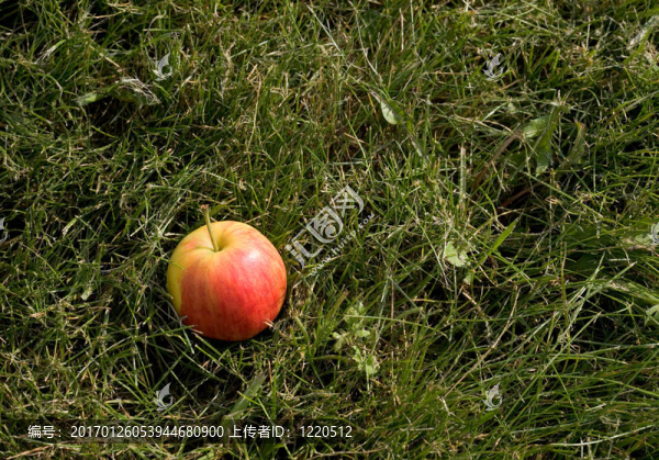 草紅蘋果
