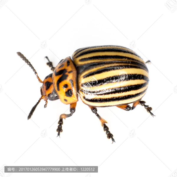 科羅拉多甲殼蟲