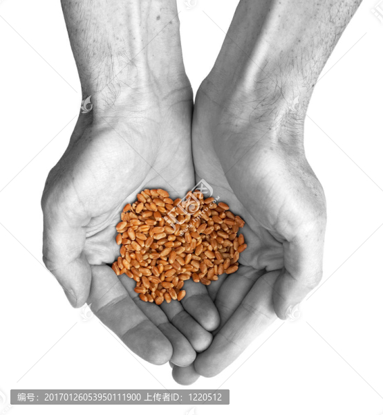 手和小麥-匯圖網(wǎng) www.fosd68.com 手和小麥