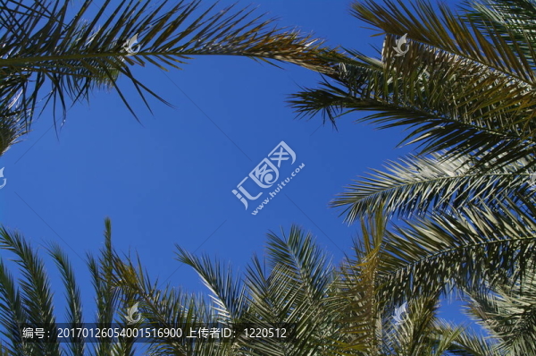 棕櫚樹