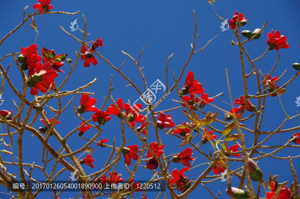 bougainvilla