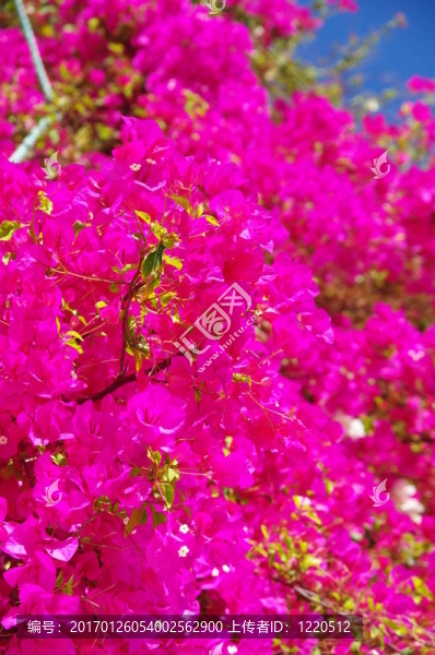 bougainvilla