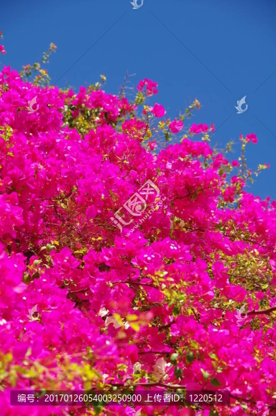 bougainvilla