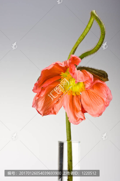 玻璃花瓶里的罌粟