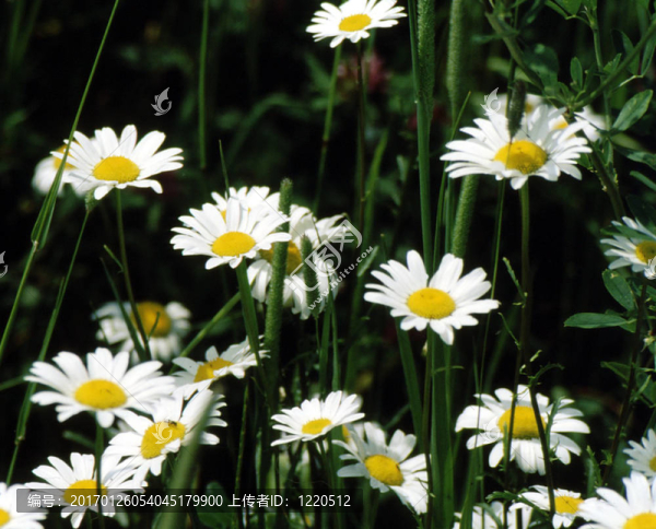 Oxeye,Daisy,h-3513