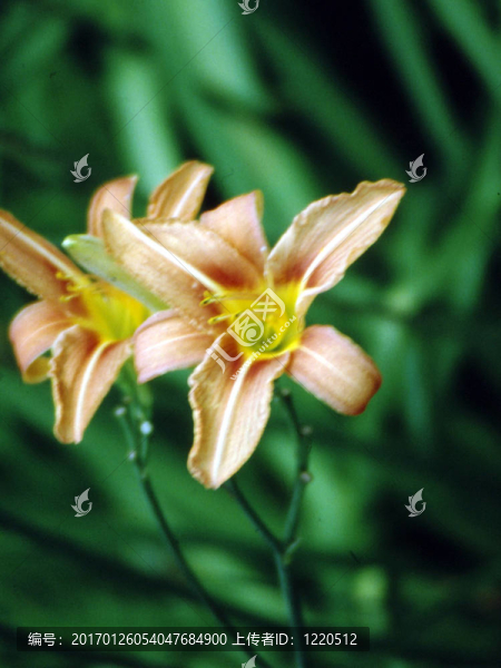 黃花菜g-1577