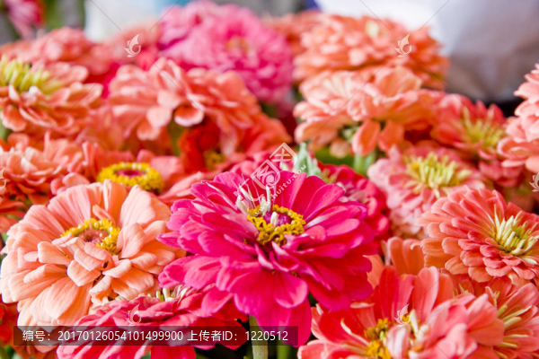粉紅和Orange,Flowers