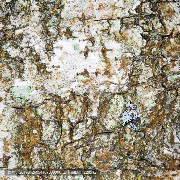 樺樹(shù)皮表面-匯圖網(wǎng) www.fosd68.com 樺樹(shù)皮表面