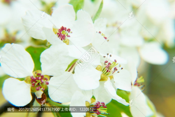 蘋果花開時