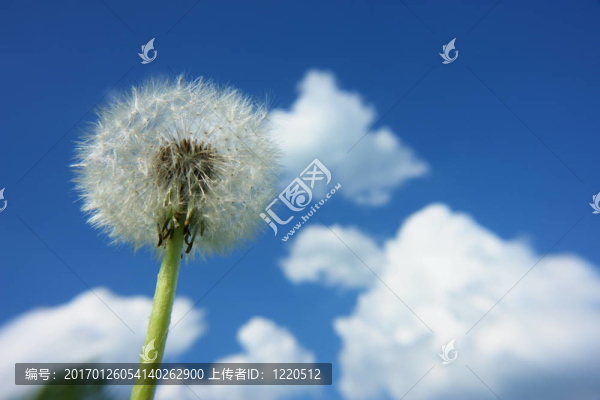 絮影